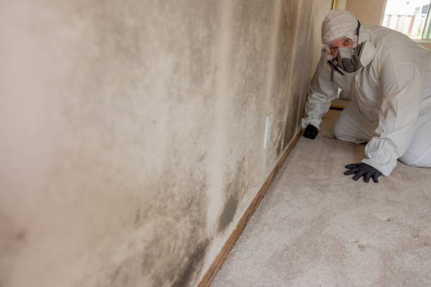 Mold Remediation for Vacation Homes in Valdez, AK